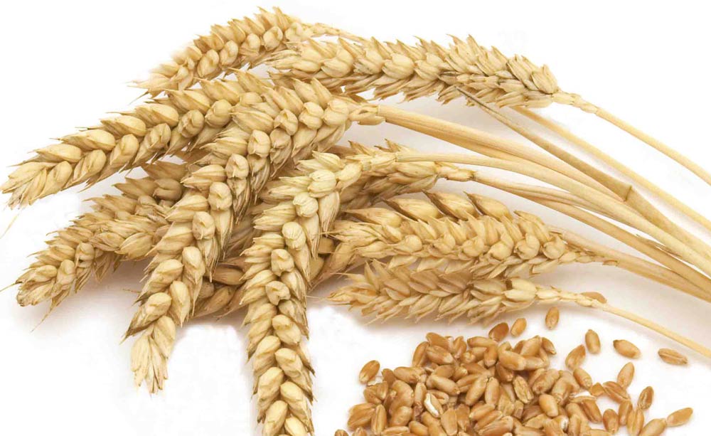 La harina integral contiene gluten: Lo que debes saber 1 espiga de trigo y harina integral