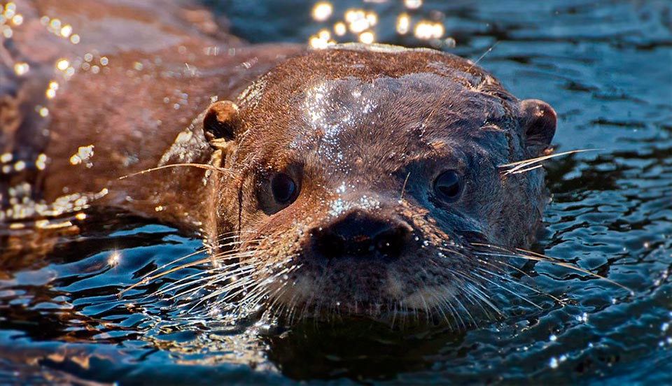 fauna y flora del parque nacional nahuel huapi