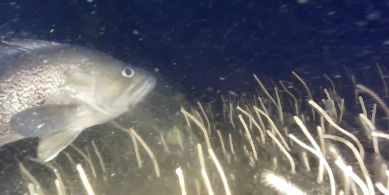Qué es el pez limón y dónde se pesca en Mar del Plata 2 Qué es el pez limón y dónde se pesca en Mar del Plata