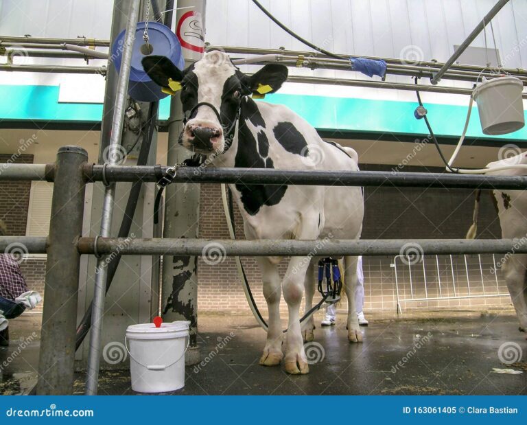 La leche se considera un recurso renovable 29 La leche se considera un recurso renovable