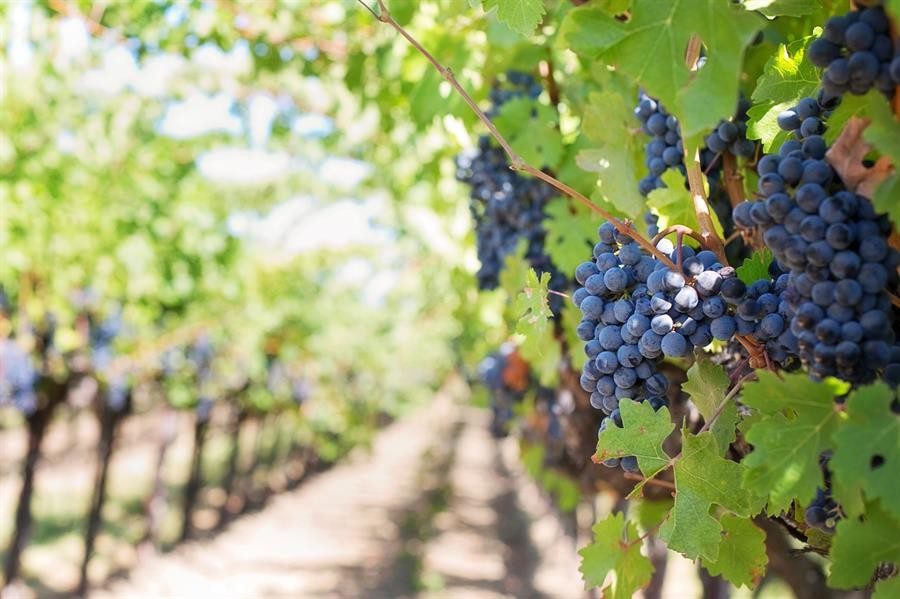 vinedos en san rafael mendoza argentina
